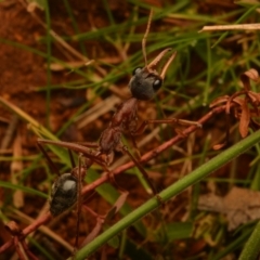 Myrmecia nigriceps at Pialligo, ACT - 25 Aug 2024 10:45 AM