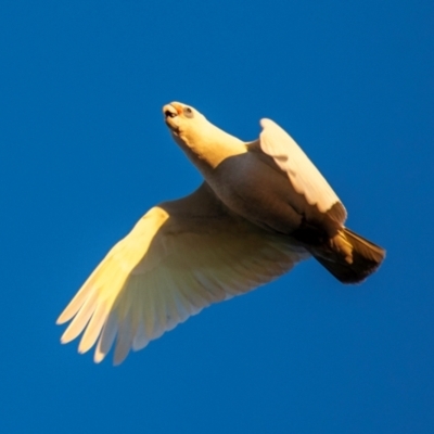 Cacatua sanguinea (Little Corella) at Slade Point, QLD - 20 Jul 2024 by Petesteamer