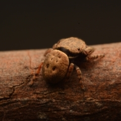 Simaethula sp. (genus) at Macgregor, ACT - 1 Sep 2024