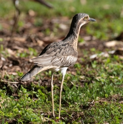 Burhinus grallarius (Bush Stone-curlew) at Slade Point, QLD - 21 Jul 2024 by Petesteamer