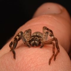 Isopedella pessleri (A huntsman spider) at Bruce, ACT - 13 Jul 2024 by NateKingsford