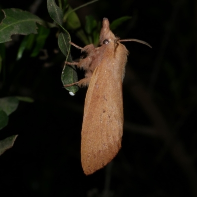 Pararguda nasuta (Wattle Snout Moth) at Freshwater Creek, VIC - 2 Apr 2021 by WendyEM