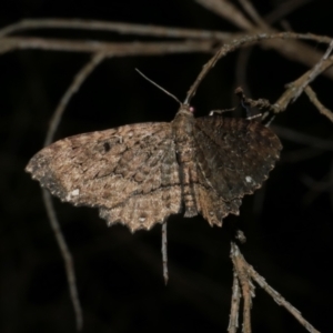 Eccymatoge callizona at Freshwater Creek, VIC - 2 Apr 2021 10:13 PM