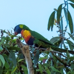 Trichoglossus moluccanus (Rainbow Lorikeet) at Slade Point, QLD - 24 Jul 2024 by Petesteamer