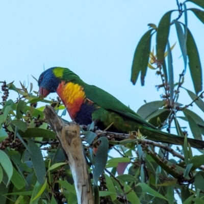 Trichoglossus moluccanus (Rainbow Lorikeet) at Slade Point, QLD - 24 Jul 2024 by Petesteamer