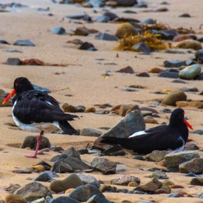 Haematopus longirostris (Australian Pied Oystercatcher) at Slade Point, QLD - 27 Jul 2024 by Petesteamer