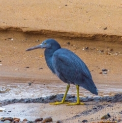 Egretta sacra (Eastern Reef Egret) at Slade Point, QLD - 27 Jul 2024 by Petesteamer