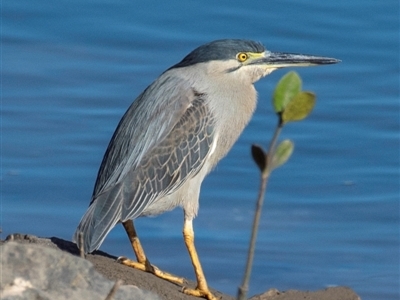 Butorides striata (Striated Heron) at Slade Point, QLD - 29 Jul 2024 by Petesteamer