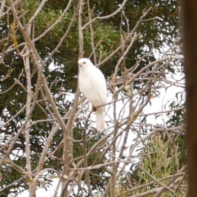 Tachyspiza novaehollandiae (Grey Goshawk) at Freshwater Creek, VIC - 16 Apr 2021 by WendyEM