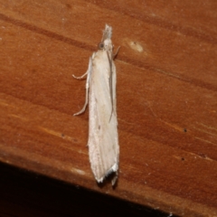 Faveria tritalis (Couchgrass Webworm) at Freshwater Creek, VIC - 21 Apr 2021 by WendyEM