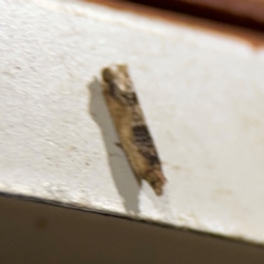 Crocidosema plebejana at Surf Beach, NSW - 7 Sep 2024 10:35 PM