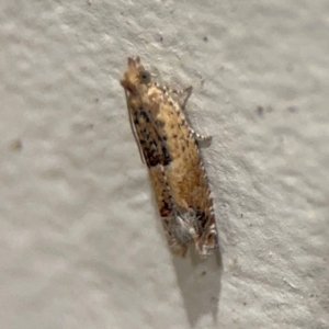 Crocidosema plebejana at Surf Beach, NSW - 7 Sep 2024 10:35 PM