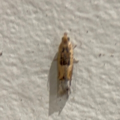 Crocidosema plebejana at Surf Beach, NSW - 7 Sep 2024 10:35 PM