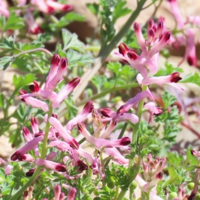 Fumaria muralis subsp. muralis (Wall Fumitory) at Symonston, ACT - 8 Sep 2024 by RodDeb