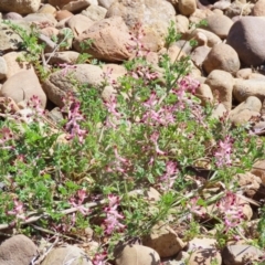 Fumaria muralis subsp. muralis at Symonston, ACT - 8 Sep 2024