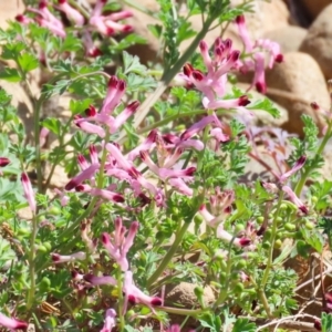 Fumaria muralis subsp. muralis at Symonston, ACT - 8 Sep 2024