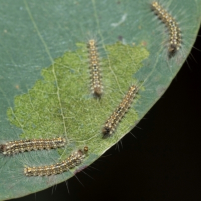 Uraba lugens (Gumleaf Skeletonizer) at Fyshwick, ACT - 4 Sep 2024 by AlisonMilton