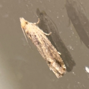 Crocidosema plebejana at Surf Beach, NSW - 7 Sep 2024 10:34 PM