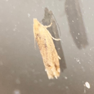 Crocidosema plebejana at Surf Beach, NSW - 7 Sep 2024 10:34 PM