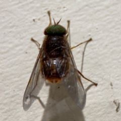 Tabanidae (family) (Unidentified march or horse fly) at Surf Beach, NSW - 7 Sep 2024 by Hejor1