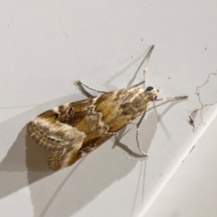 Hellula hydralis (Cabbage Centre Moth) at Surf Beach, NSW - 7 Sep 2024 by Hejor1