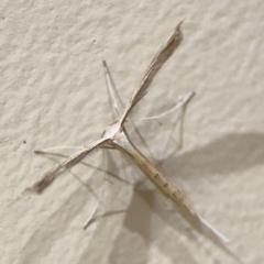 Stenoptilia zophodactylus (Dowdy Plume Moth) at Surf Beach, NSW - 7 Sep 2024 by Hejor1