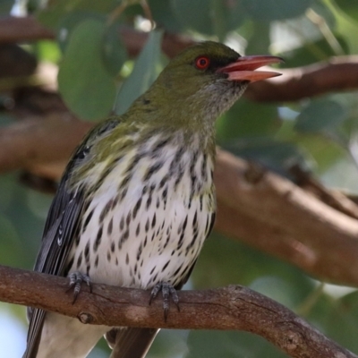 Oriolus sagittatus (Olive-backed Oriole) at Symonston, ACT - 8 Sep 2024 by RodDeb