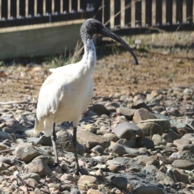 Threskiornis molucca (Australian White Ibis) at Symonston, ACT - 8 Sep 2024 by RodDeb