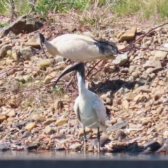 Threskiornis molucca at Symonston, ACT - 8 Sep 2024 12:48 PM