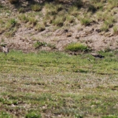 Vanellus miles at Symonston, ACT - 8 Sep 2024 01:14 PM