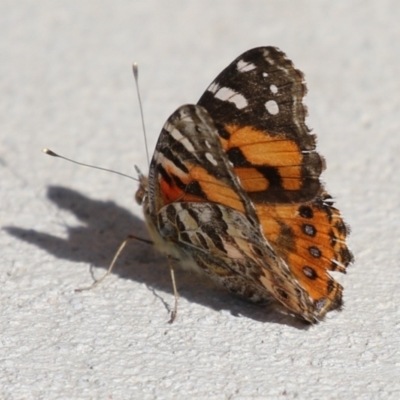 Vanessa kershawi (Australian Painted Lady) at Macarthur, ACT - 8 Sep 2024 by RodDeb