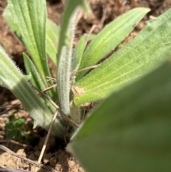 Plantago varia (Native Plaintain) at Belconnen, ACT - 31 Aug 2024 by JohnGiacon