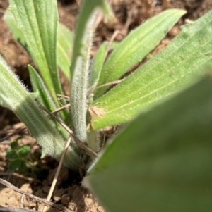 Plantago varia at Belconnen, ACT - 31 Aug 2024