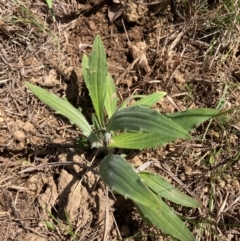 Plantago varia at Belconnen, ACT - 31 Aug 2024