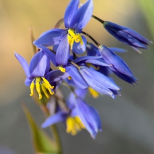 Stypandra glauca at Yarralumla, ACT - 8 Sep 2024