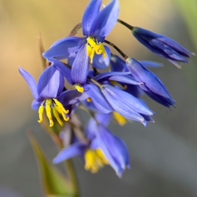 Stypandra glauca (Nodding Blue Lily) at Yarralumla, ACT - 8 Sep 2024 by Hejor1