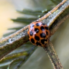 Harmonia conformis (Common Spotted Ladybird) at Acton, ACT - 8 Sep 2024 by Hejor1