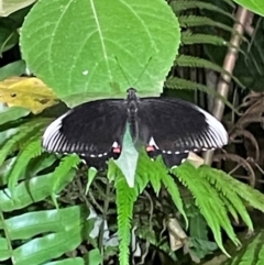 Papilio ambrax (Ambrax Swallowtail) at Woree, QLD - 31 Aug 2024 by Lisa.Jok