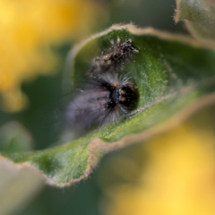 Lepidoptera unclassified IMMATURE at Acton, ACT - 8 Sep 2024 04:29 PM