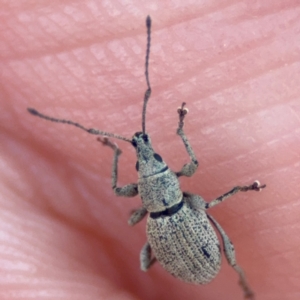 Merimnetes sp. (genus) at Acton, ACT - 8 Sep 2024