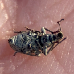 Merimnetes sp. (genus) at Acton, ACT - 8 Sep 2024