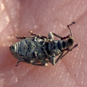 Merimnetes sp. (genus) at Acton, ACT - 8 Sep 2024