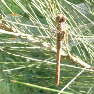 Diplacodes bipunctata at Belconnen, ACT - 8 Sep 2024