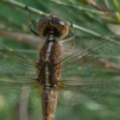 Diplacodes bipunctata at Belconnen, ACT - 8 Sep 2024