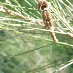 Diplacodes bipunctata at Belconnen, ACT - 8 Sep 2024