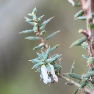 Styphelia fletcheri subsp. brevisepala at Acton, ACT - 8 Sep 2024