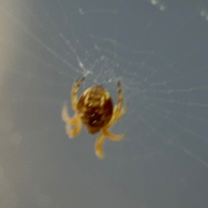 Araneinae (subfamily) at Acton, ACT - 8 Sep 2024 04:20 PM