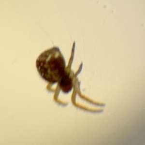 Araneinae (subfamily) at Acton, ACT - 8 Sep 2024 04:20 PM