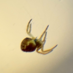 Araneinae (subfamily) at Acton, ACT - 8 Sep 2024 04:20 PM