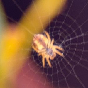 Araneinae (subfamily) at Acton, ACT - 8 Sep 2024 04:20 PM